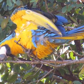 Una guacamaya azul y amarilla posada entre las ramas de un cuapinole.