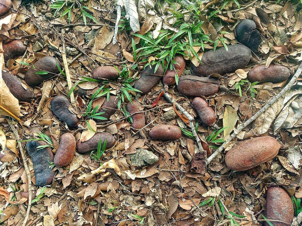 Vainas pardas y duras de cuapinole caídas sobre la hojarasca y el pasto.