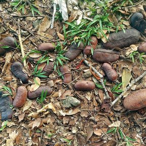 Vainas pardas y duras de cuapinole caídas sobre la hojarasca y el pasto.
