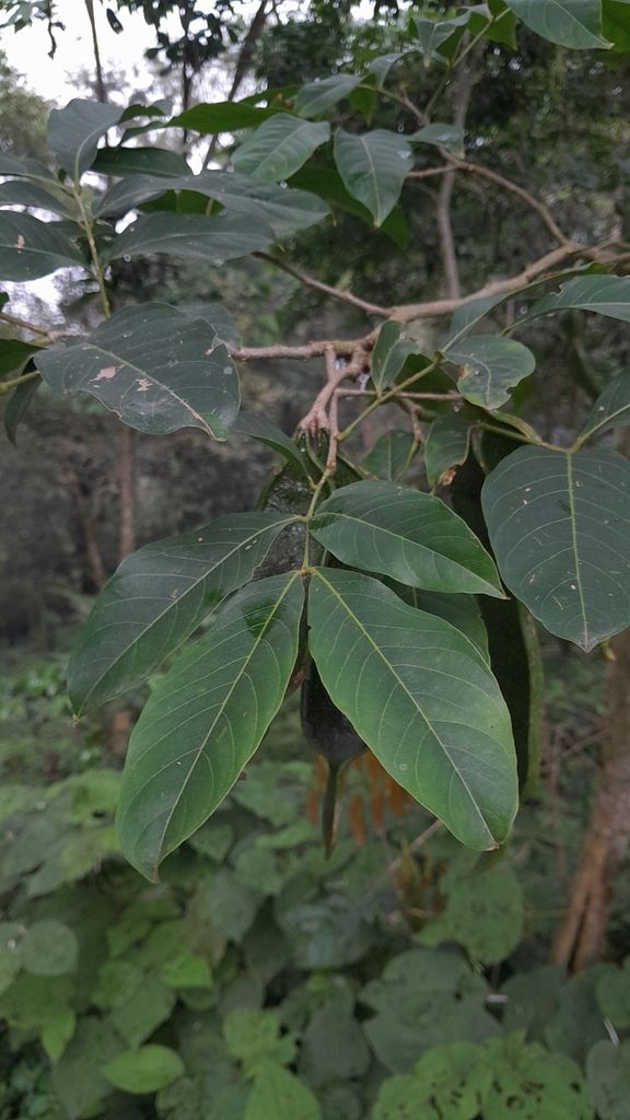 Vaina joven de hojas compuestas creciendo en el sotobosque de la selva.