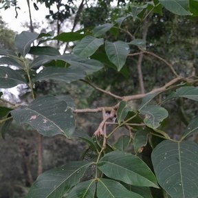 Vaina joven de hojas compuestas creciendo en el sotobosque de la selva.