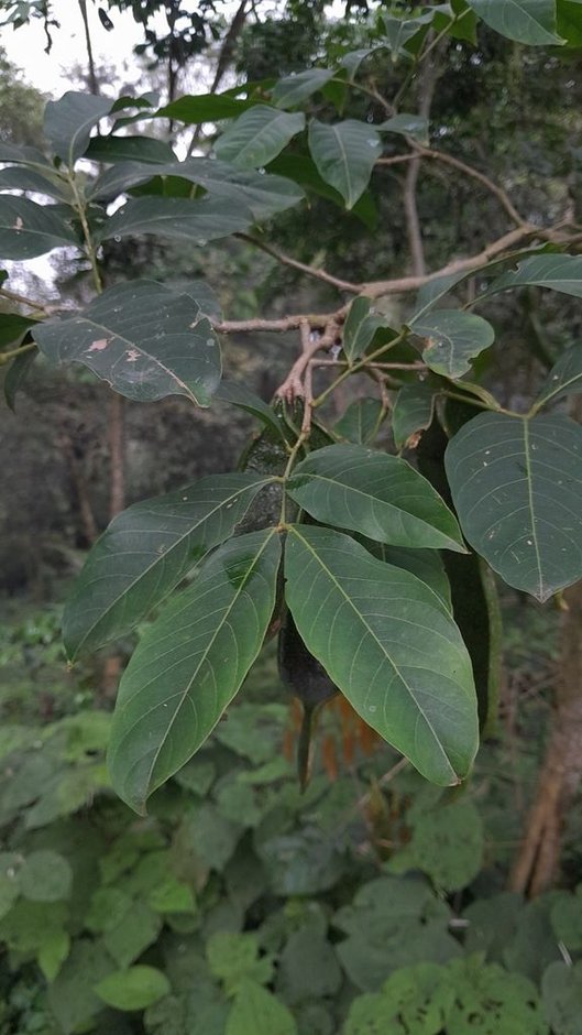 Vaina joven de hojas compuestas creciendo en el sotobosque de la selva.