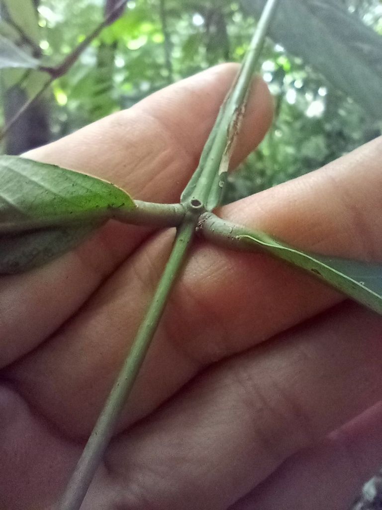 Una mano sostiene el raquis alado de una hoja de vaina, entre dos pares de folíolos.
