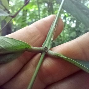 Una mano sostiene el raquis alado de una hoja de vaina, entre dos pares de folíolos.