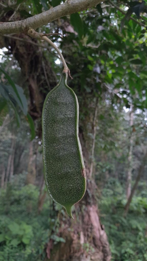 Vaina verde y acostillada colgando de una rama, dentro de la selva.
