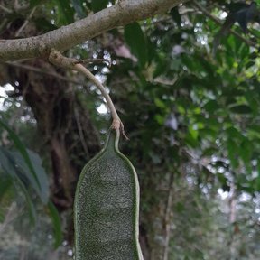 Vaina verde y acostillada colgando de una rama, dentro de la selva.