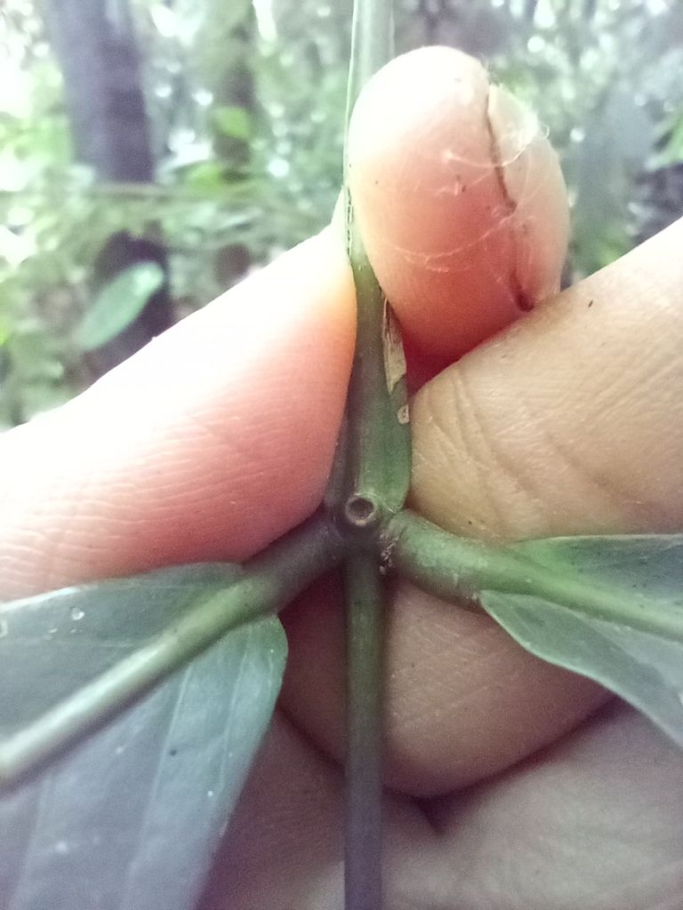 Un dedo señala la glándula del raquis entre los folíolos de una hoja de vaina.
