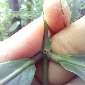 Un dedo señala la glándula del raquis entre los folíolos de una hoja de vaina.