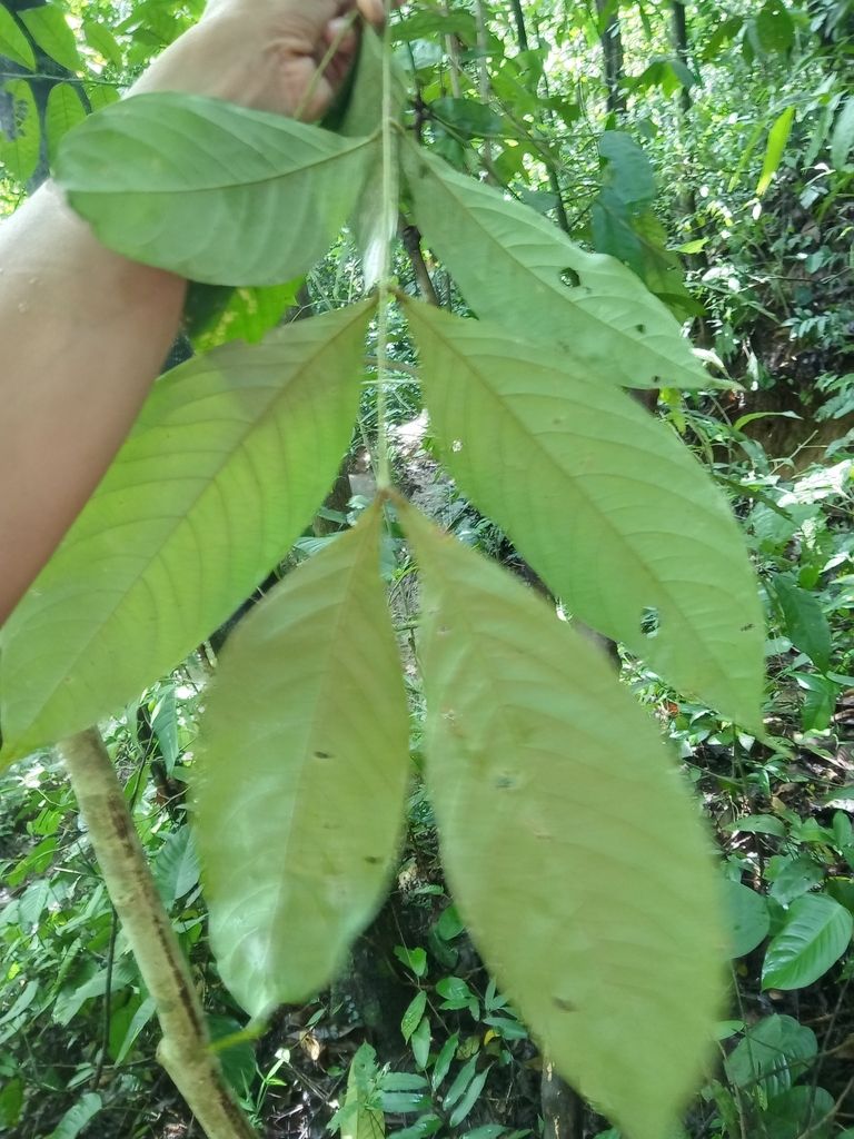 Una mano levanta una hoja de vaina con los folíolos anchos y nervados.