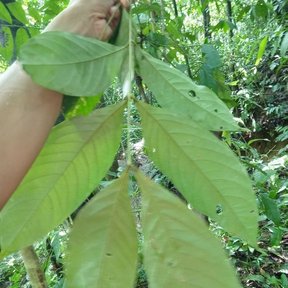 Una mano levanta una hoja de vaina con los folíolos anchos y nervados.