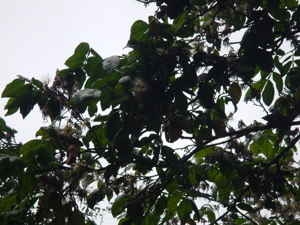 Flores blancas y filamentosas asomando entre el follaje oscuro de la copa.