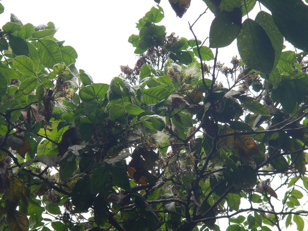 Copa cargada de flores blancas y filamentosas recortada contra un cielo blanco.