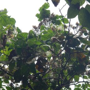 Copa cargada de flores blancas y filamentosas recortada contra un cielo blanco.