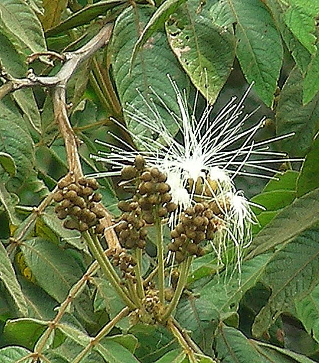Flores blancas y filamentosas de chalahuite abiertas entre hojas pinnadas.