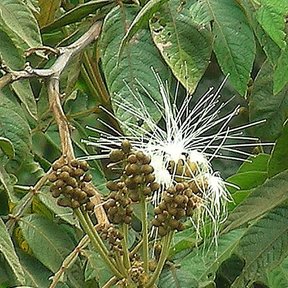 Flores blancas y filamentosas de chalahuite abiertas entre hojas pinnadas.
