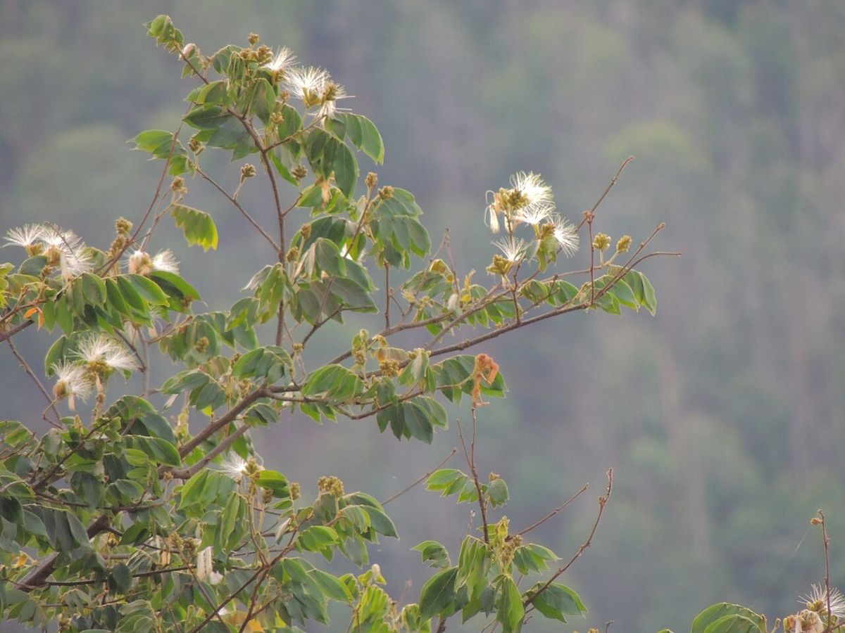 Rama de chalahuite en flor con un valle boscoso desenfocado al fondo.