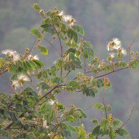Rama de chalahuite en flor con un valle boscoso desenfocado al fondo.