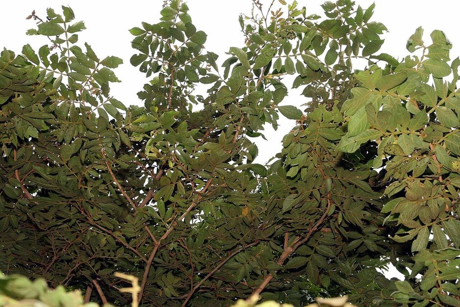 Copa ancha y extendida de un chalahuite recortada contra el cielo blanco.