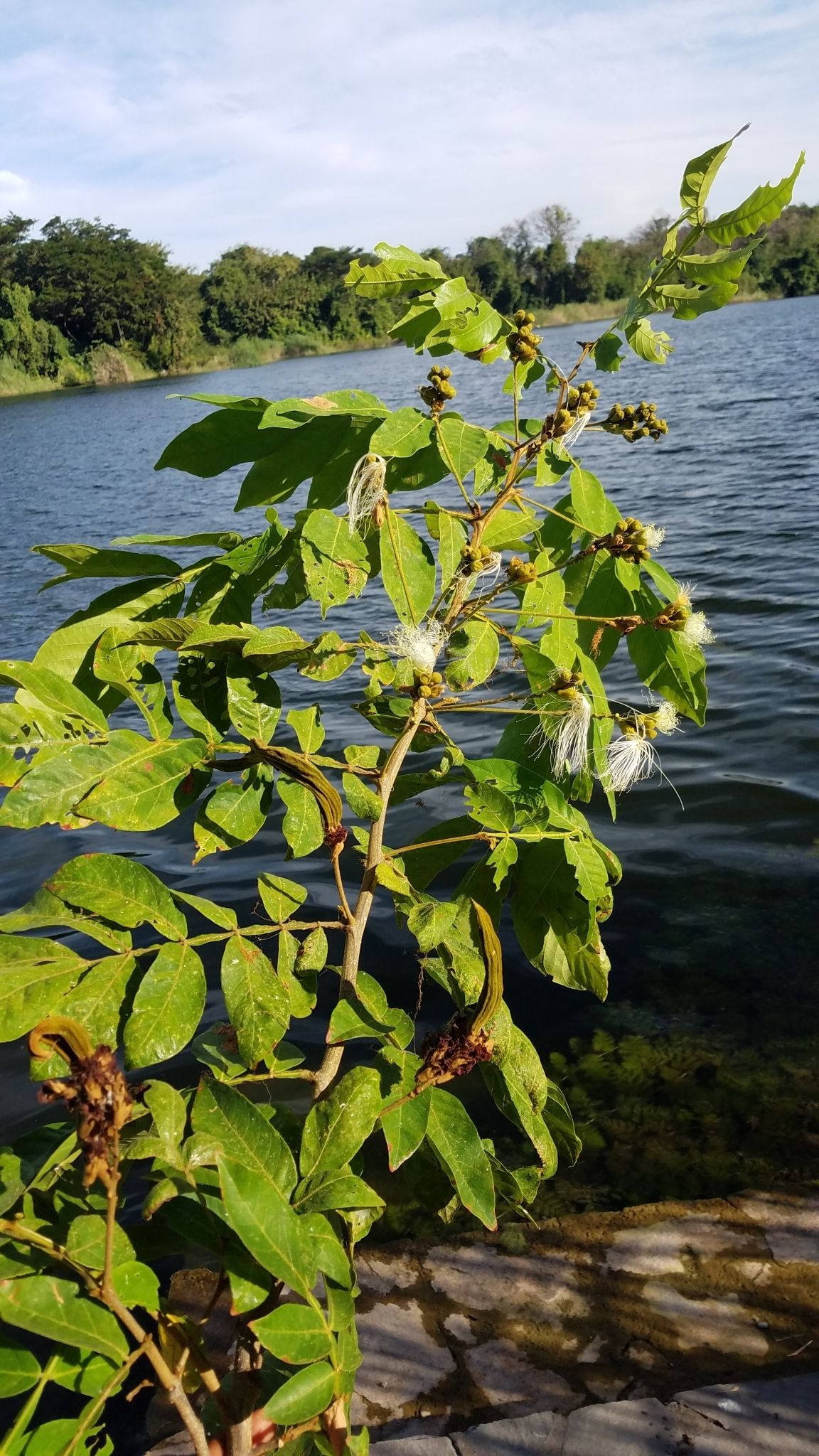 Chalahuite en flor a la orilla de un lago, con el agua y el monte al fondo.