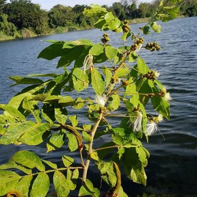 Chalahuite en flor a la orilla de un lago, con el agua y el monte al fondo.