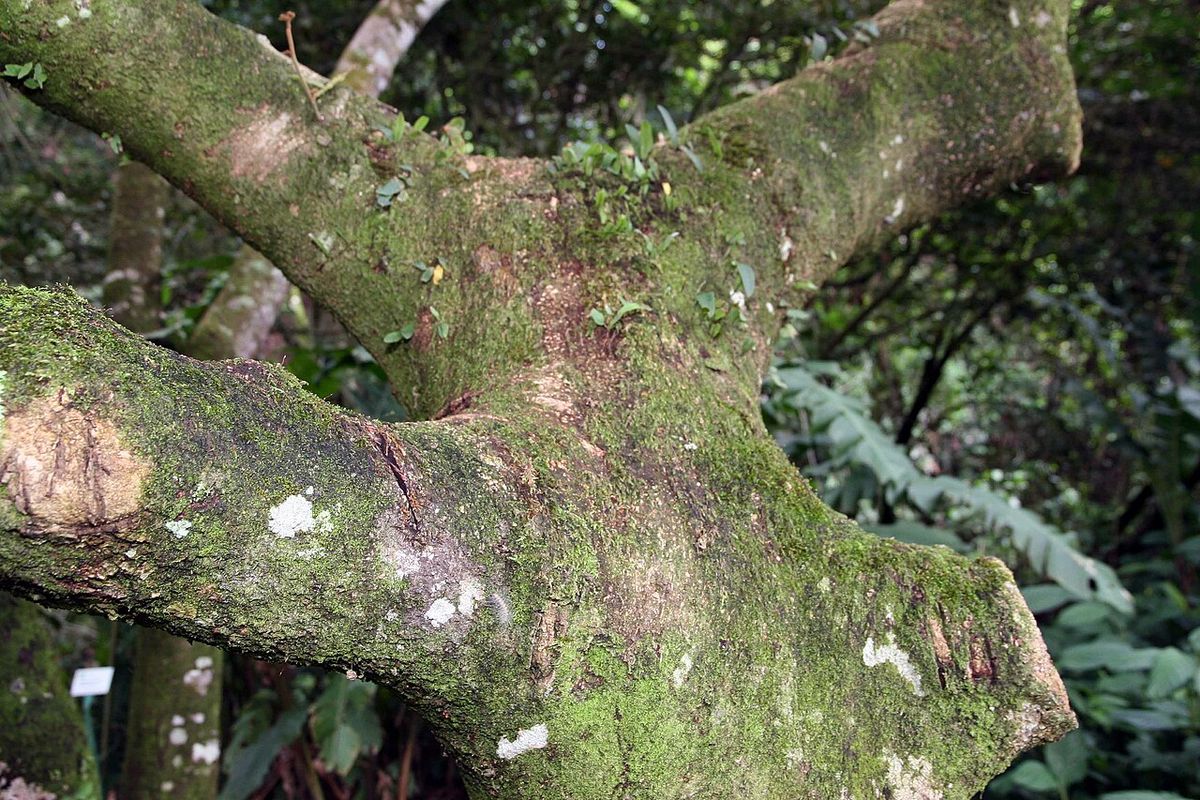 Rama gruesa y cubierta de musgo de un chalahuite dentro del bosque húmedo.