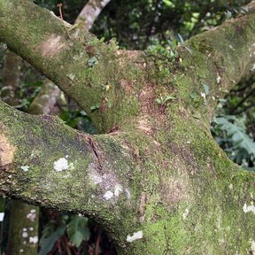 Rama gruesa y cubierta de musgo de un chalahuite dentro del bosque húmedo.