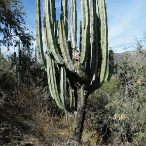 Órgano de muchos brazos abiertos en candelabro, en una ladera con matorral.