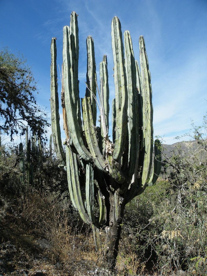Órgano de muchos brazos abiertos en candelabro, en una ladera con matorral.