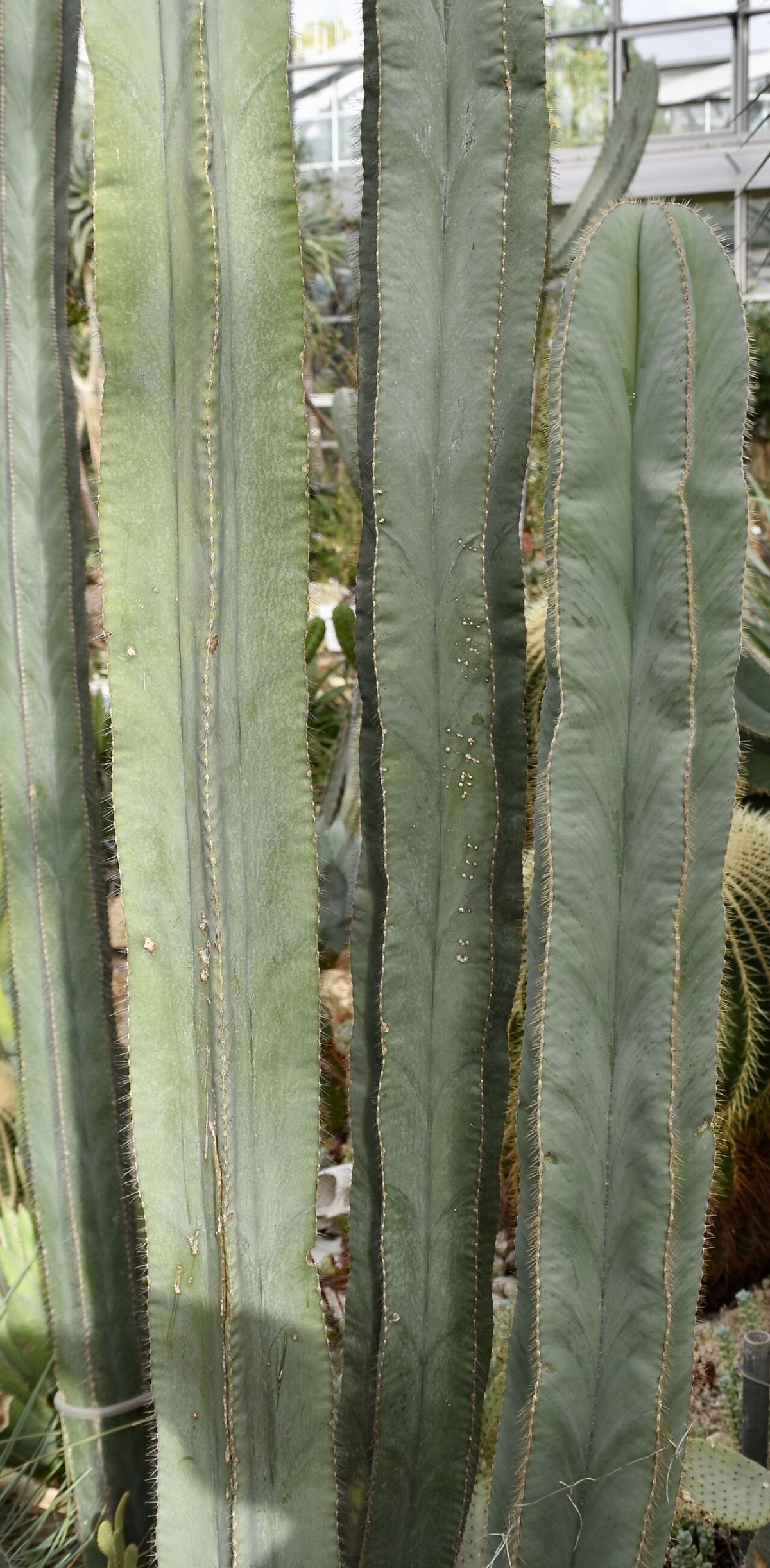 Brazos de órgano verde azulado creciendo juntos dentro de un invernadero.