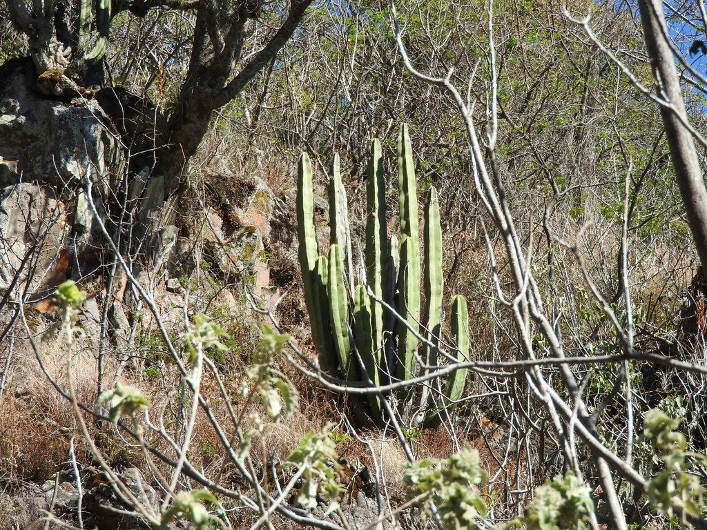 Órganos de brazos verticales entre la vegetación seca de una ladera.
