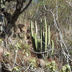 Órganos de brazos verticales entre la vegetación seca de una ladera.