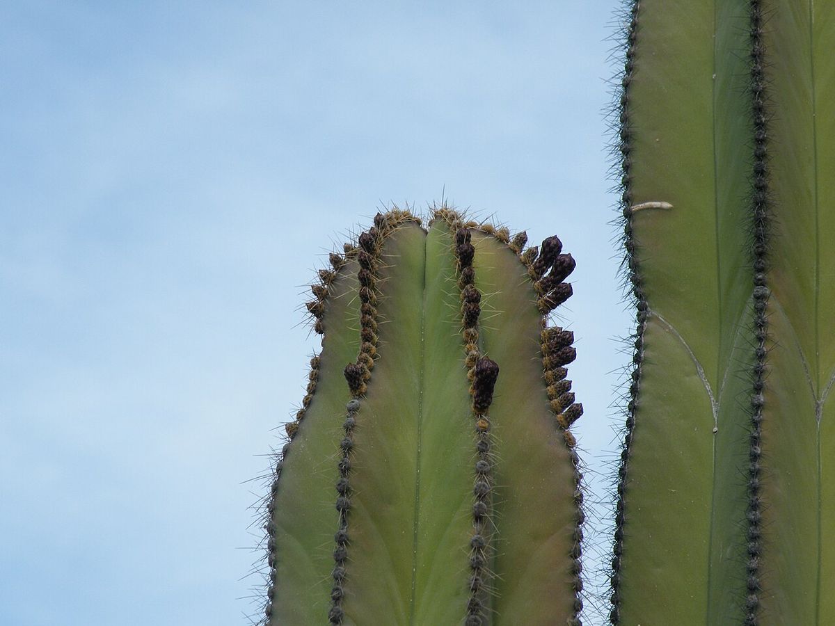 Frutos oscuros de órgano alineados en la punta de un brazo, contra el cielo.