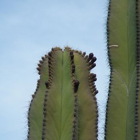 Frutos oscuros de órgano alineados en la punta de un brazo, contra el cielo.