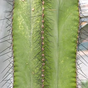 Costilla de un brazo de órgano con las areolas y las espinas negras en hilera.
