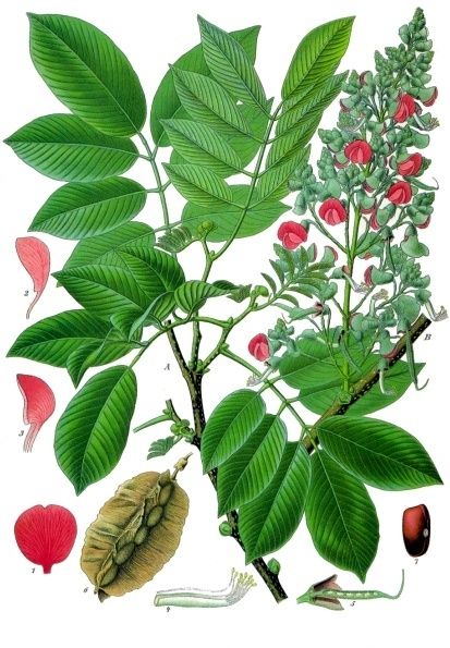 Lámina botánica del jabín con la hoja pinnada, las flores rosas y la vaina alada.