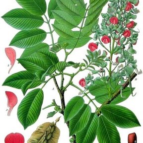 Lámina botánica del jabín con la hoja pinnada, las flores rosas y la vaina alada.
