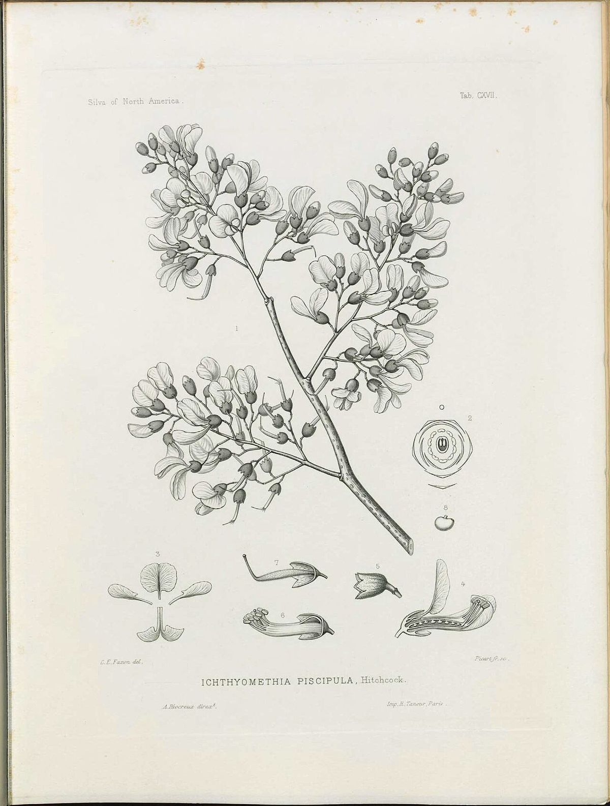 Grabado antiguo del jabín con la panícula de flores y detalles de la corola.