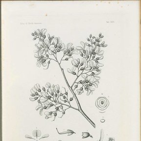 Grabado antiguo del jabín con la panícula de flores y detalles de la corola.