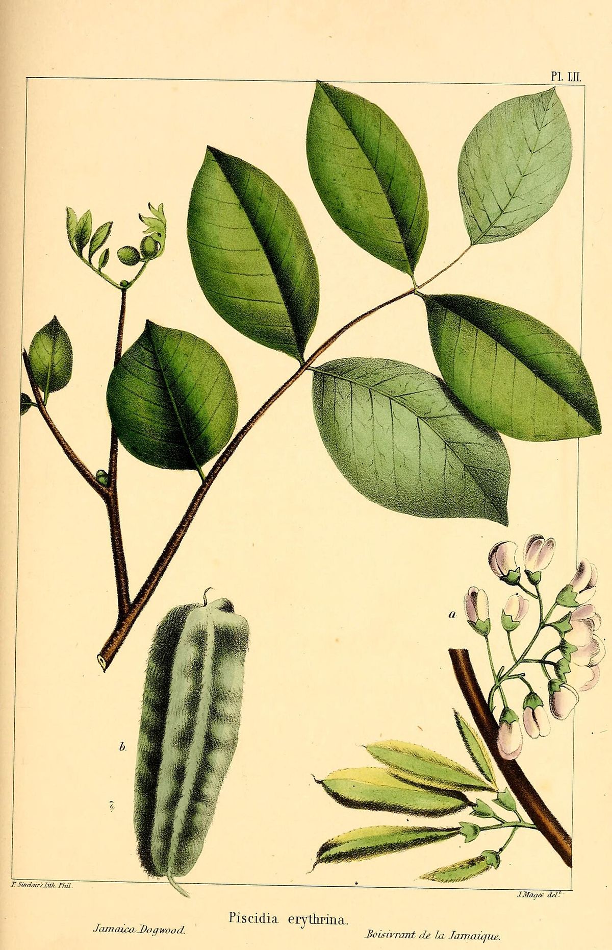 Lámina coloreada del jabín con la hoja, la vaina alada y las flores claras.