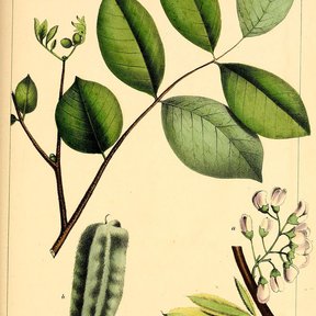 Lámina coloreada del jabín con la hoja, la vaina alada y las flores claras.