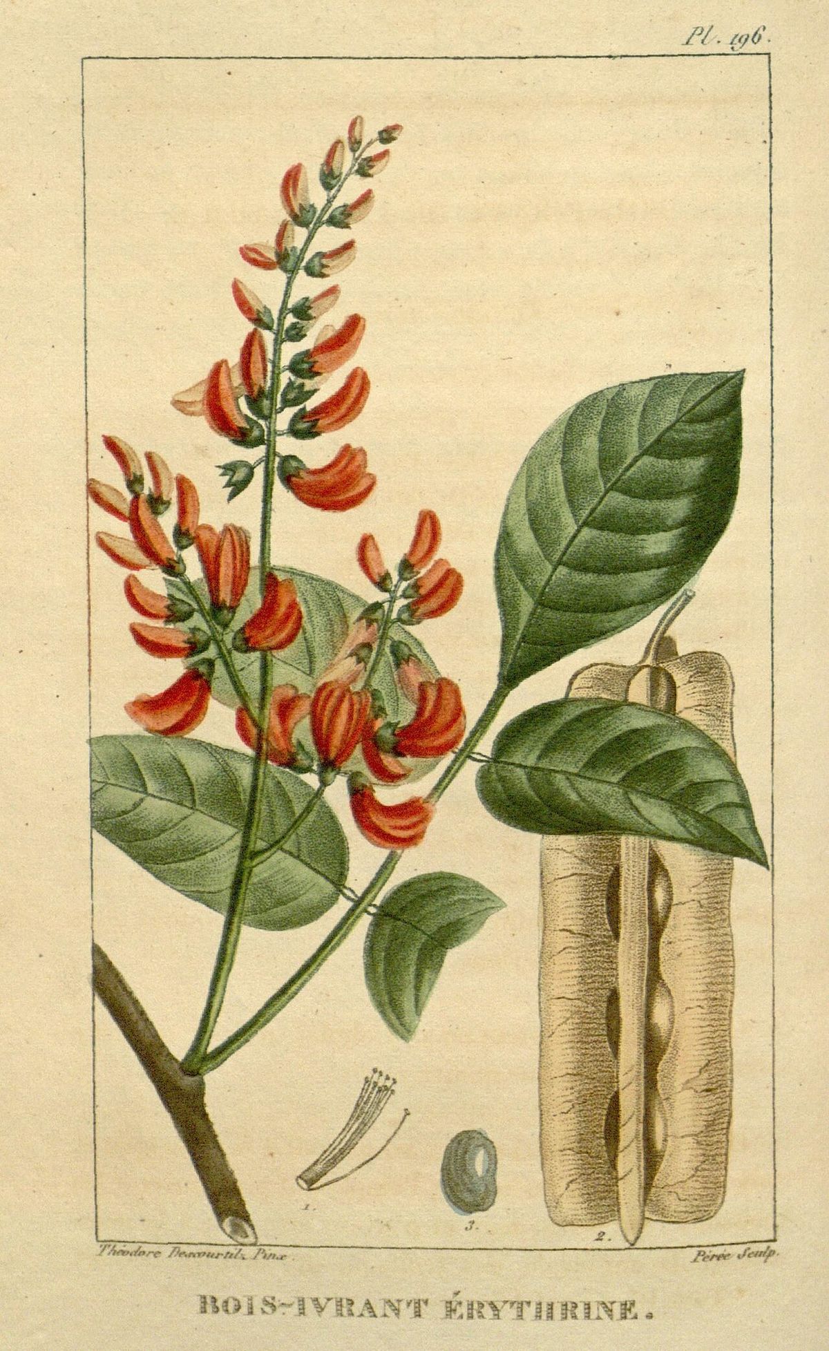 Lámina antigua del jabín con las flores rojizas y las vainas aladas y secas.