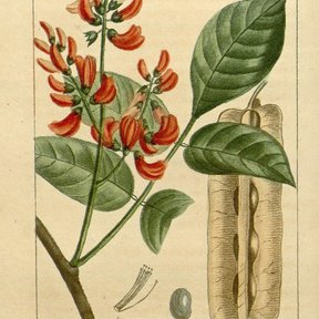 Lámina antigua del jabín con las flores rojizas y las vainas aladas y secas.