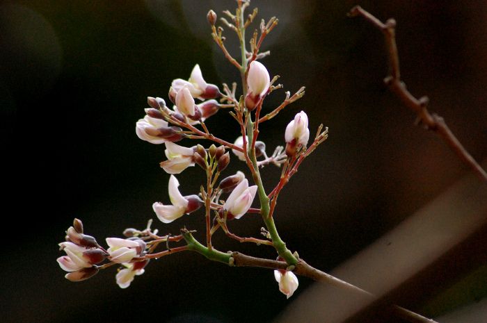 Racimo de flores rosa pálido de jabín abiertas sobre una rama desnuda.