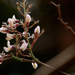 Racimo de flores rosa pálido de jabín abiertas sobre una rama desnuda.