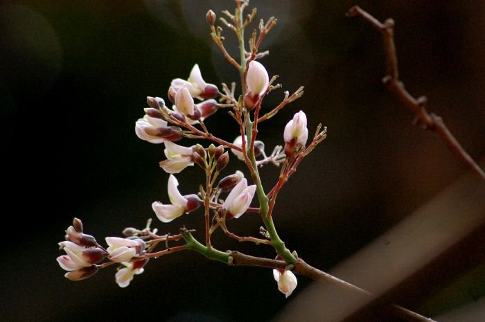 Racimo de flores rosa pálido de jabín abiertas sobre una rama desnuda.