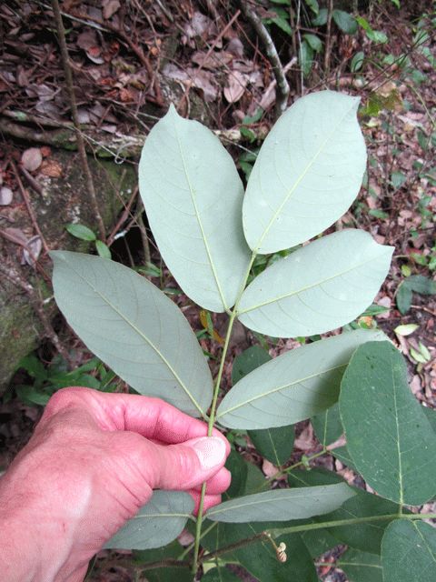 Una mano sostiene una hoja pinnada de jabín, con el envés claro y azulado.