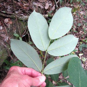 Una mano sostiene una hoja pinnada de jabín, con el envés claro y azulado.