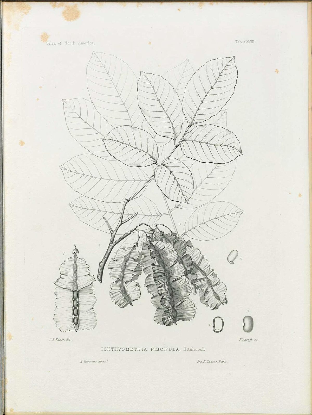 Grabado a línea del jabín con la hoja pinnada y las vainas aladas en detalle.