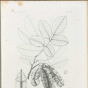 Grabado a línea del jabín con la hoja pinnada y las vainas aladas en detalle.