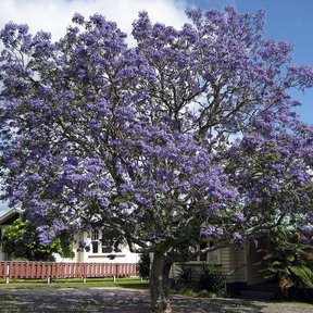 Jacaranda entera cubierta de flor azul violeta frente a una casa de madera.